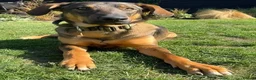 Mixed Breed dogs for adoption: Sammy needs an active home  in Chinnor - Advert 3