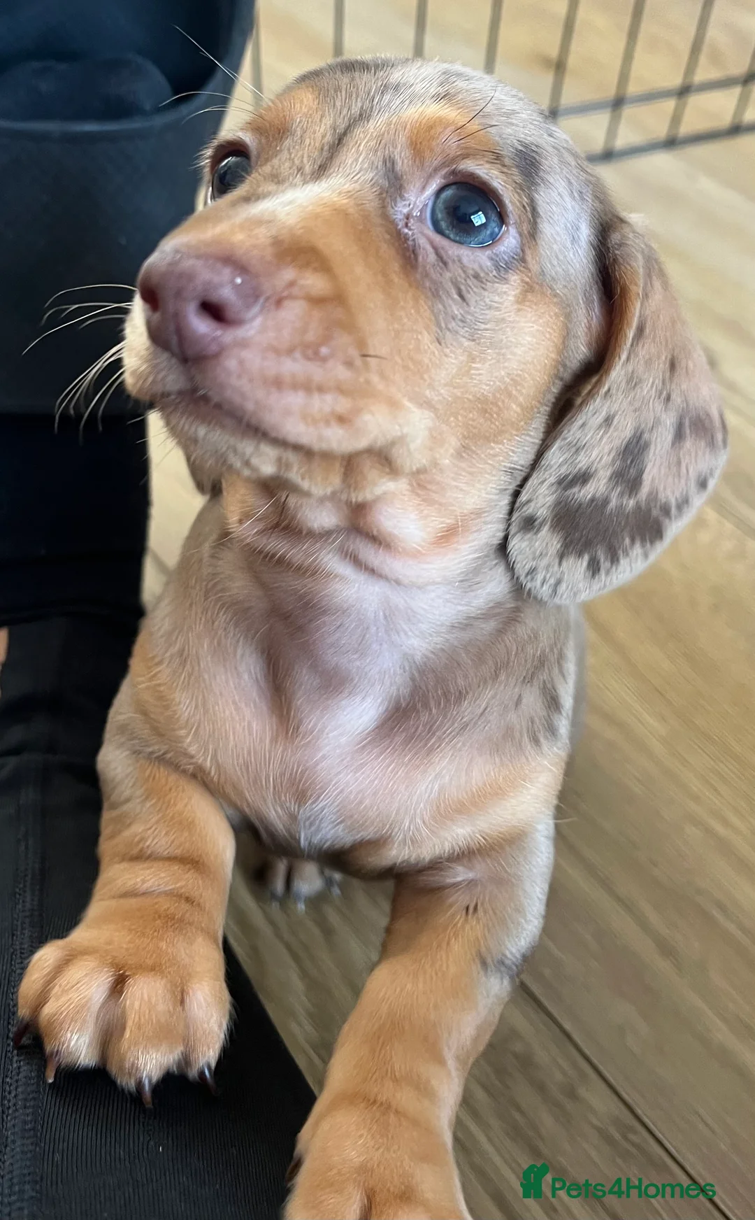 Miniature Dachshund dogs for stud: 🔥For stud proven miniature dachshund🔥   in Windsor - Advert 15