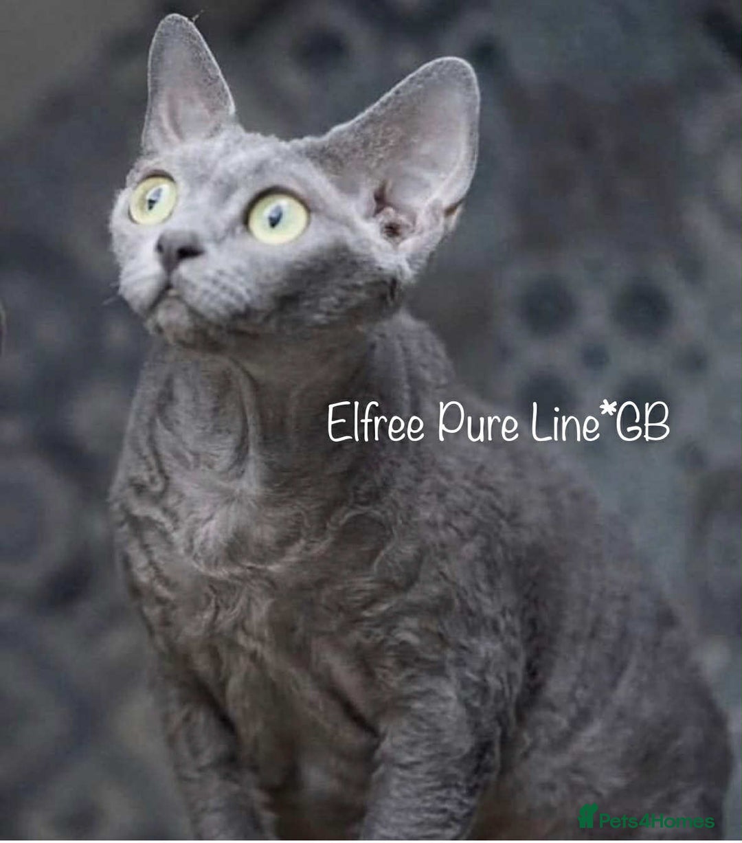 Devon Rex cats for sale: Ravel 💜male Devon Rex available  - Image 23