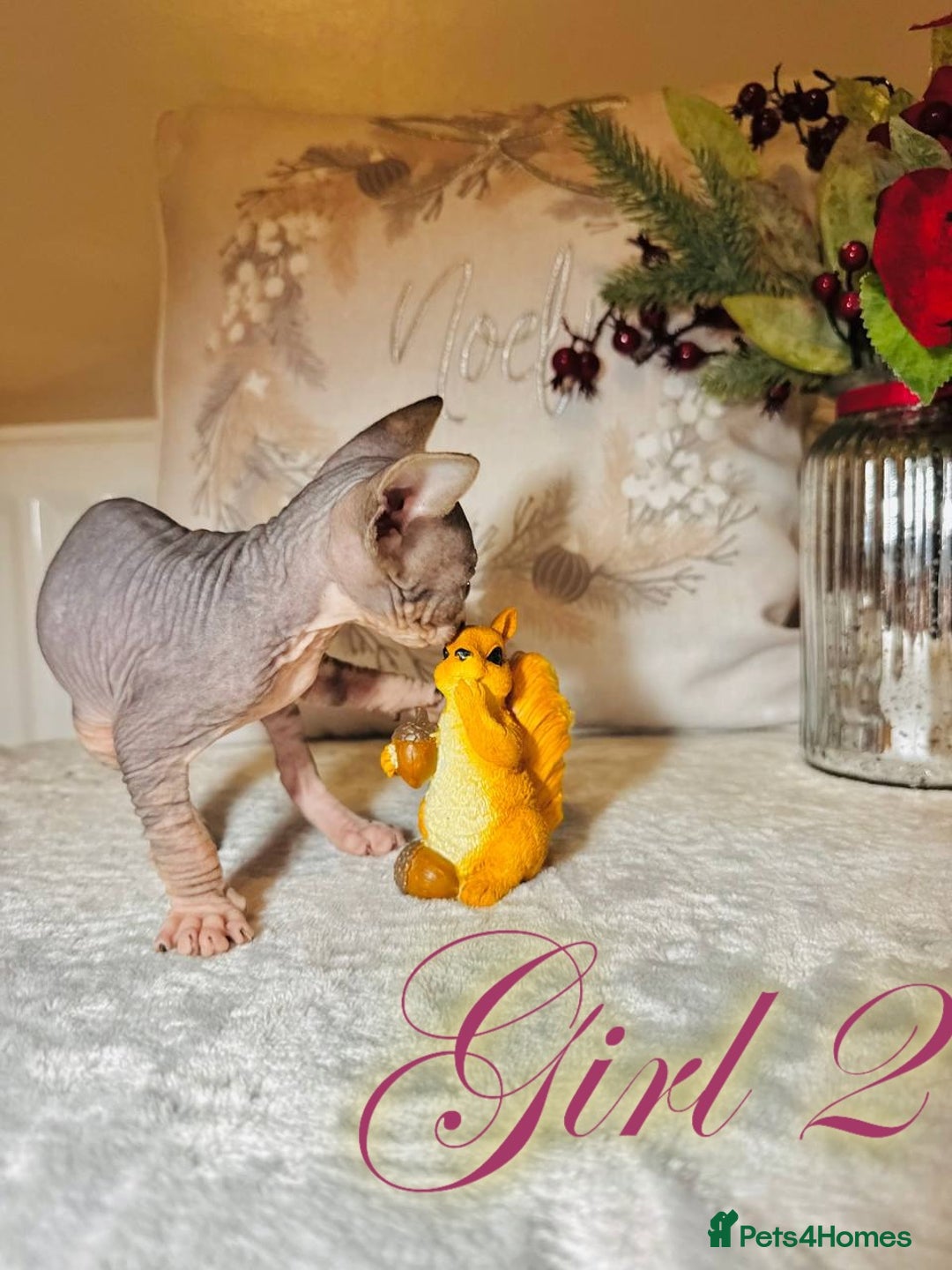 Sphynx cats for sale: Stunning Pedigree Sphynx Kittens - Advert 13