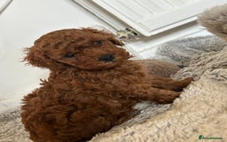 Toy Poodle dogs for sale: Tiny toy poodles 🔥 - Image 3