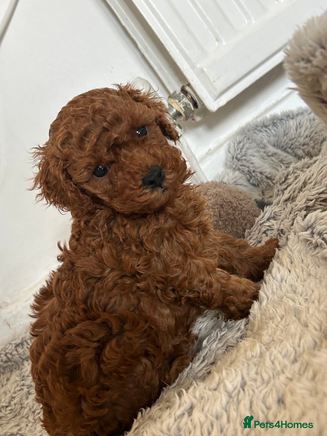 Toy Poodle dogs for sale: Tiny toy poodles 🔥 - Image 3