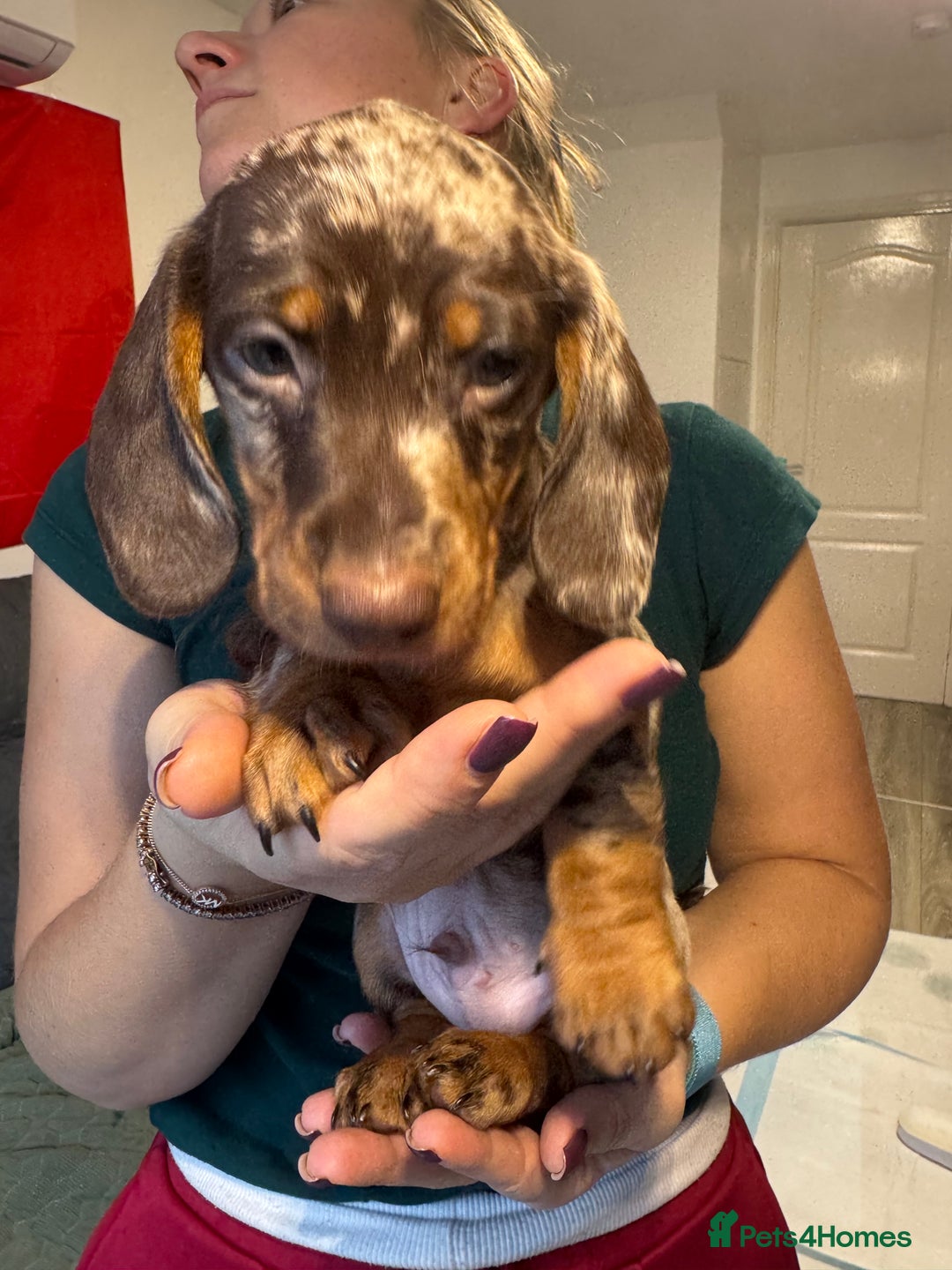 Miniature Dachshund dogs for sale: KC reg miniature dachshund puppies 4 girls 4 boys - Advert 19