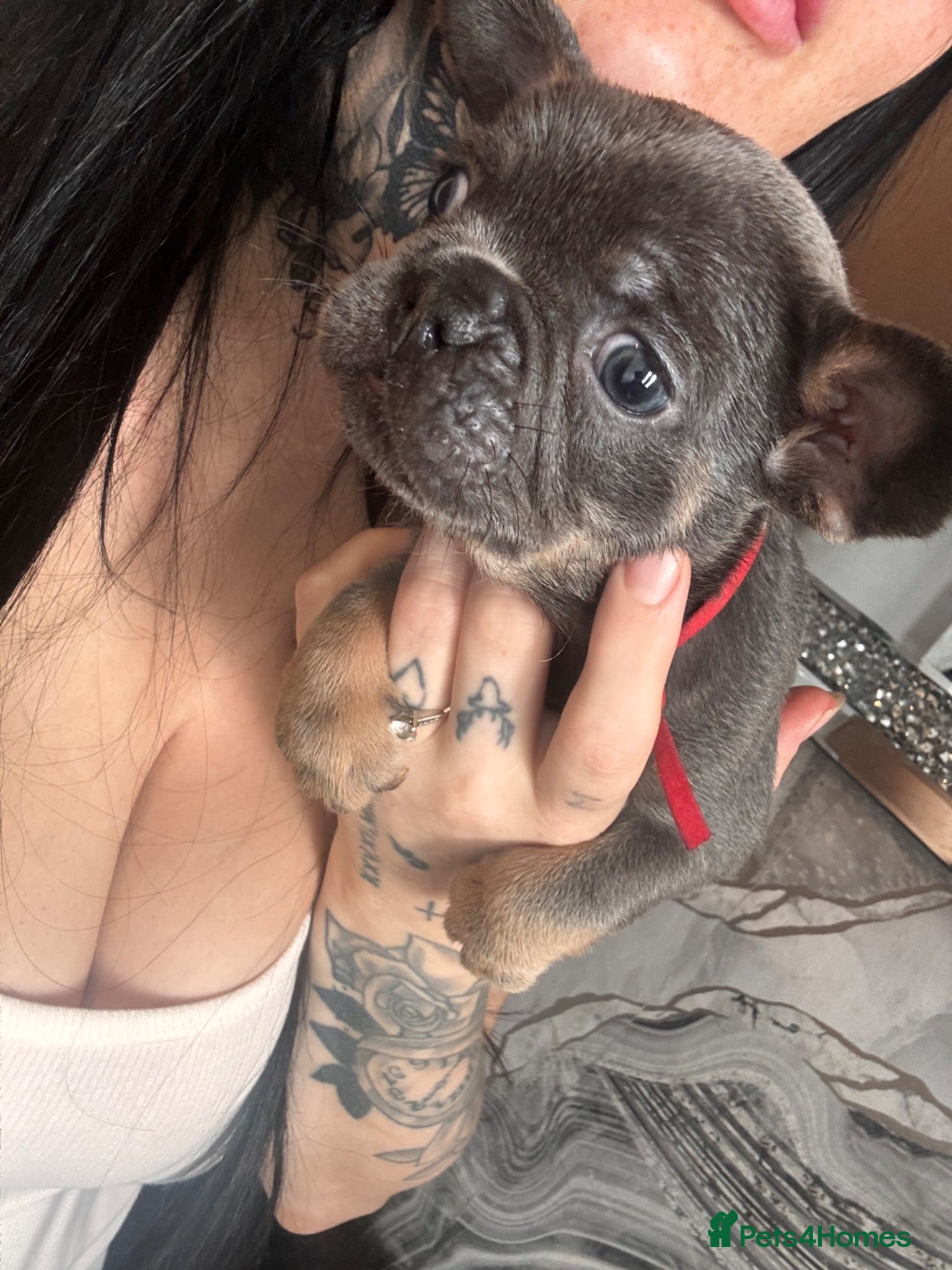 French Bulldog dogs 1 FEMALE READY TO LEAVE   - Advert 18