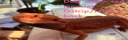 Bearded Dragon reptiles for sale: Very friendly dragons - Advert 2
