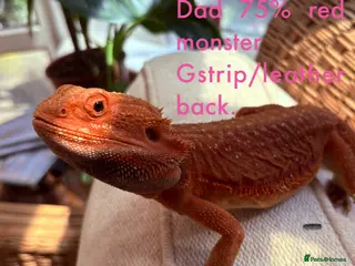 Bearded Dragon reptiles Very friendly dragons - Advert 2