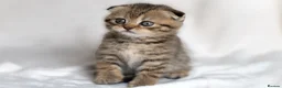 Scottish Fold cats for sale: 🐾Scottish Fold & Straight Kittens, 4Girls, 1Boy  - Advert 7