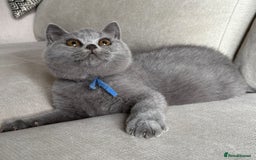British Shorthair cats for sale: Beautiful kittens  - Image 33