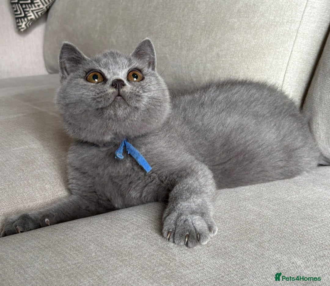 British Shorthair cats for sale: Beautiful kittens  - Image 33