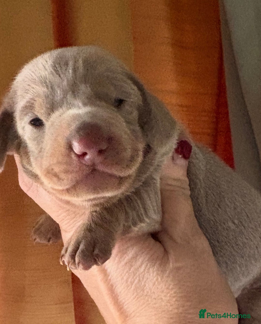 Dachshund dogs for sale: Stunning miniature dauchound puppies  - Advert 5