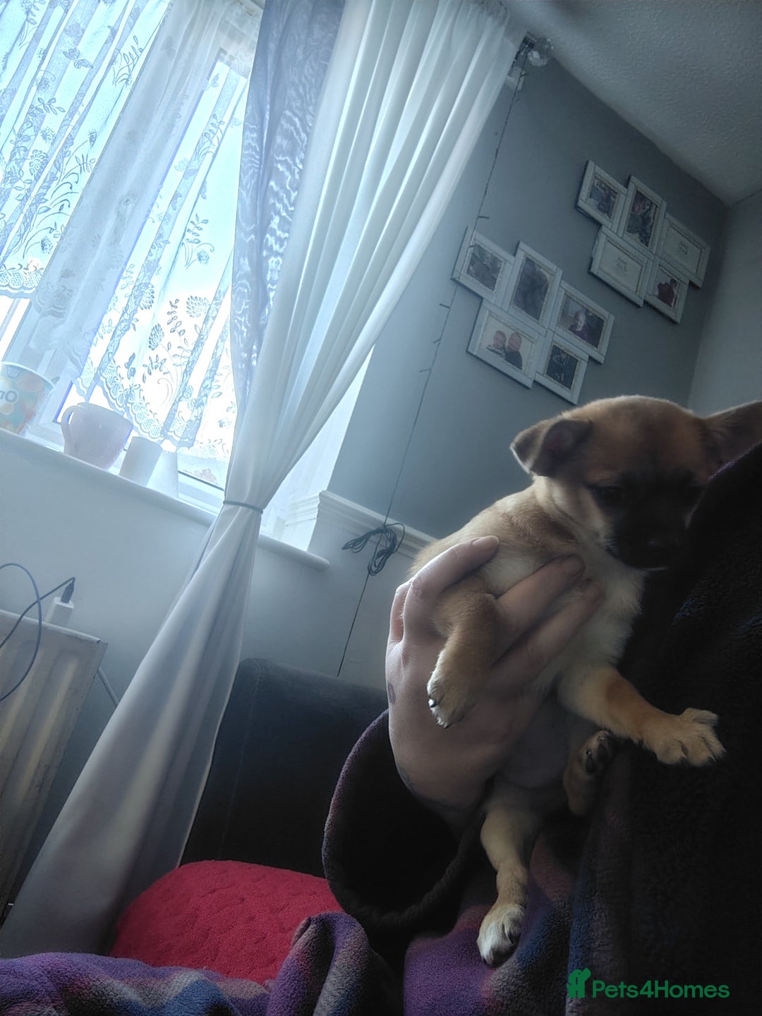 Pomchi dogs for sale: Pomchi girl phoebe  - Advert 5