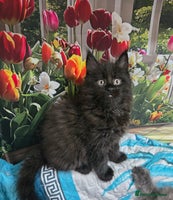 Maine Coon cats - Advert 2