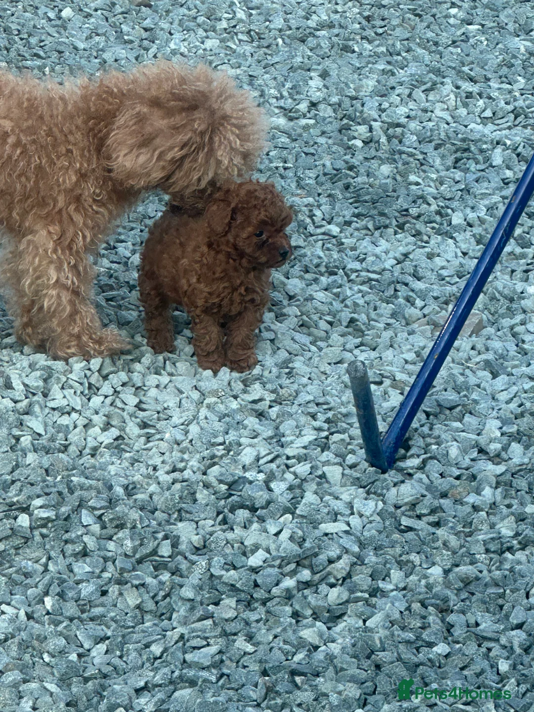Toy Poodle dogs for sale: Gorgeous red girl for sale in Welshpool - Advert 2