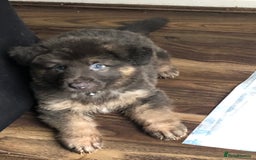 German Shepherd dogs for sale: Blue German Shepherd  - Image 35