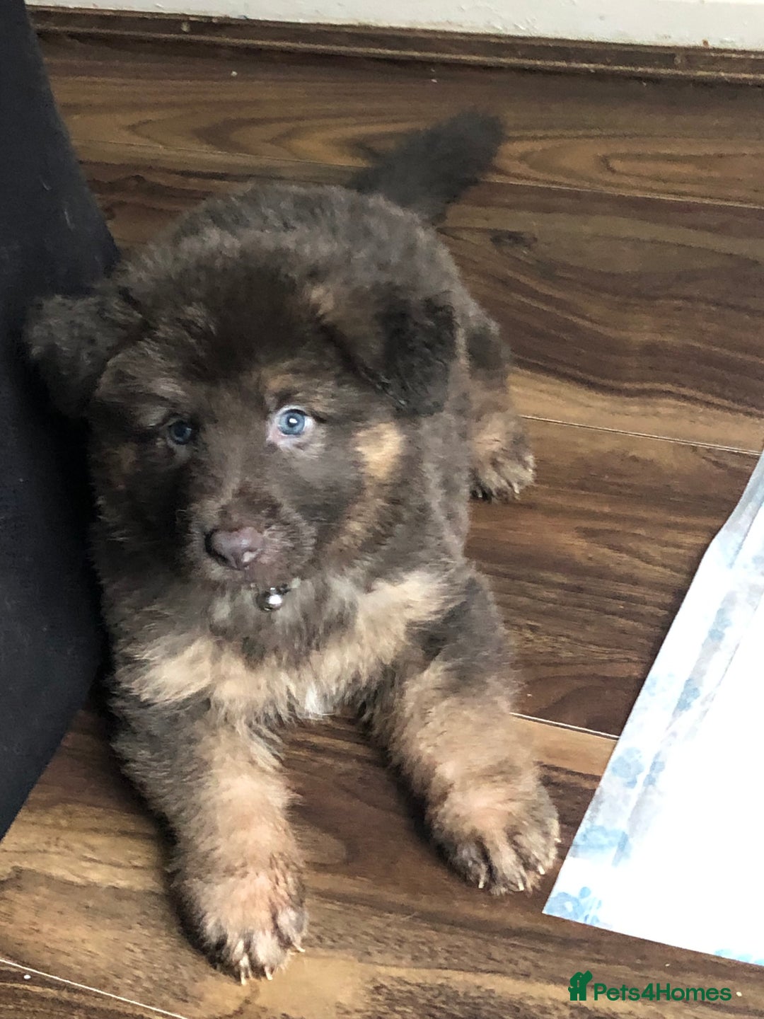 German Shepherd dogs for sale: Blue German Shepherd  - Image 35