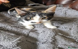 Mixed Breed cats for sale: playful lovely kittens grey torti black girls boys - Image 14