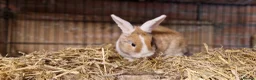 Mini Lop rabbits for sale: Gorgeous, friendly, ginger mini lop boys ready now - Advert 8