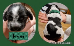 Cocker Spaniel dogs for sale: KC registered Show Type Cocker Spaniels - Image 11