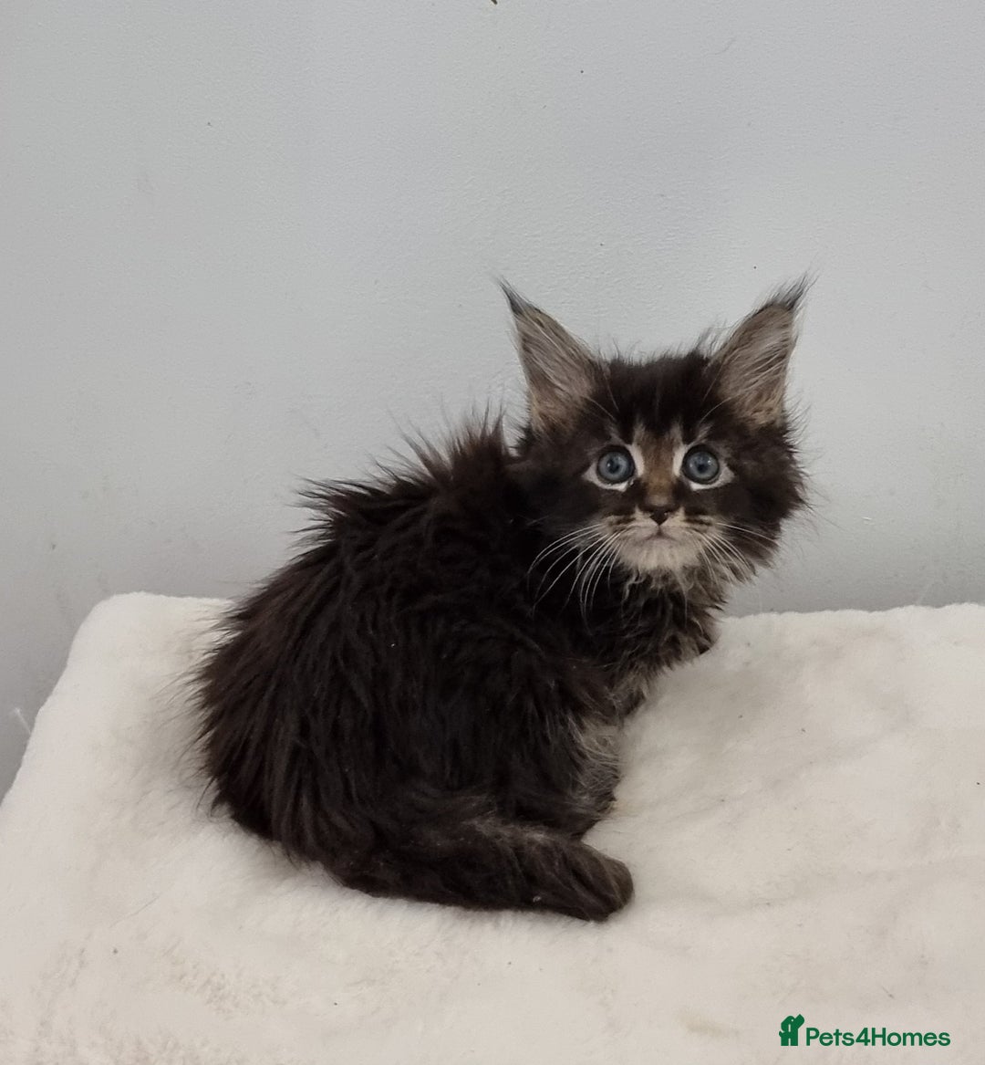 Maine Coon cats for sale: Pedigree Maine Coon Kittens GCCF REGISTERED  - Advert 14