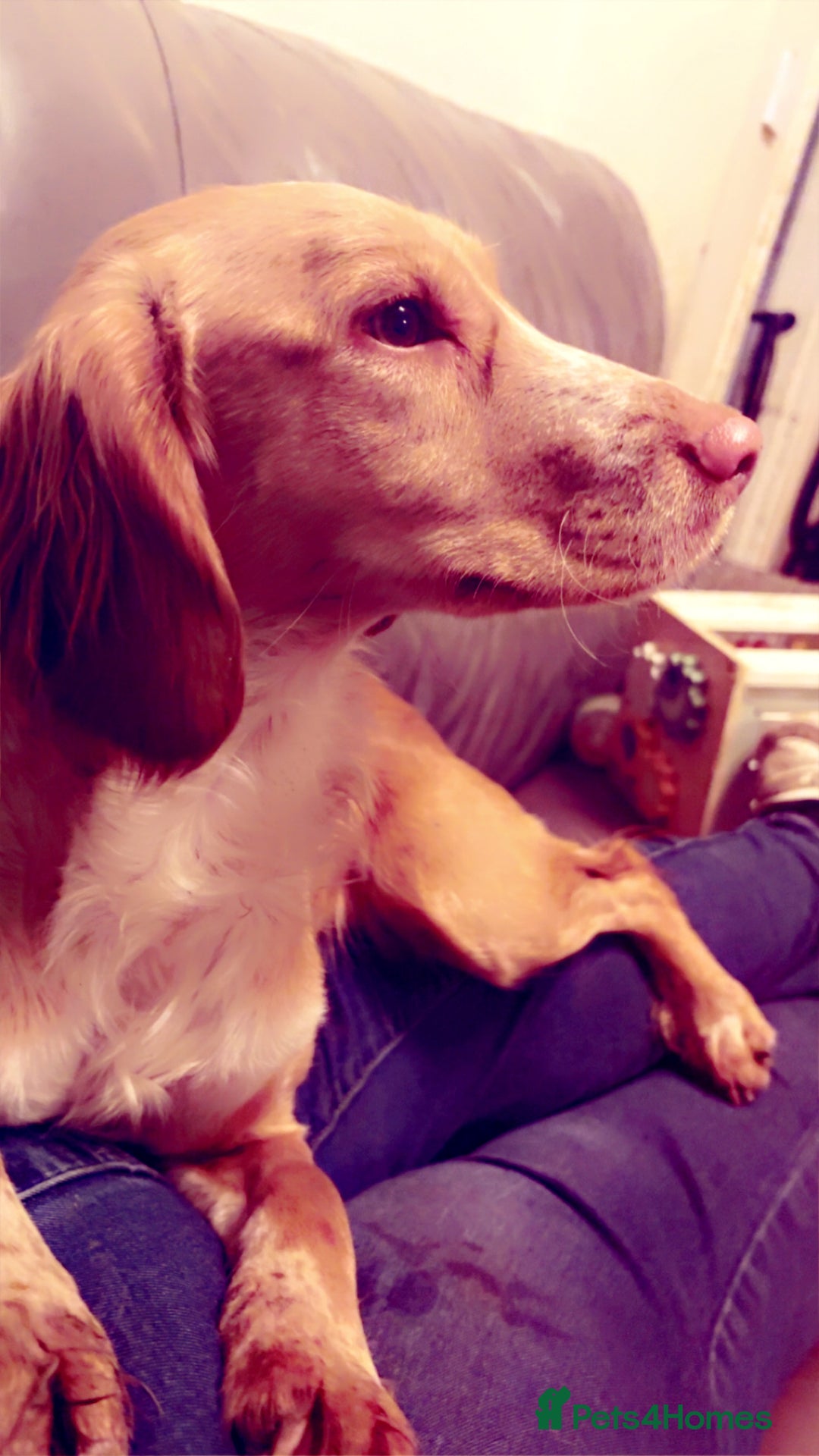 Cocker Spaniel dogs for sale: Cocker Spaniels for rehoming  - Advert 4