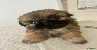 Shih Tzu dogs - Advert 2