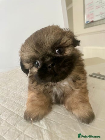 Shih Tzu dogs - Advert 16