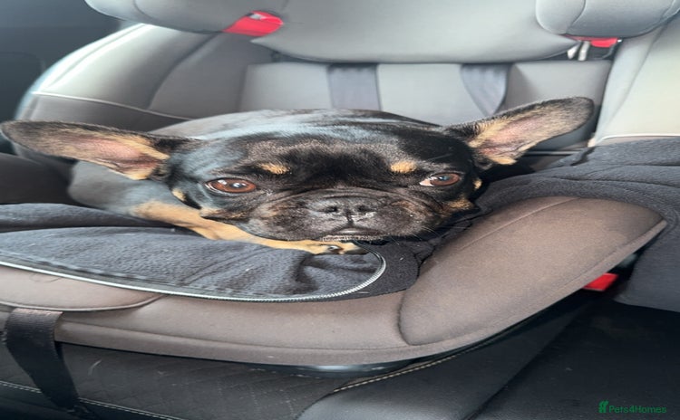 French Bulldog dogs - Advert 1