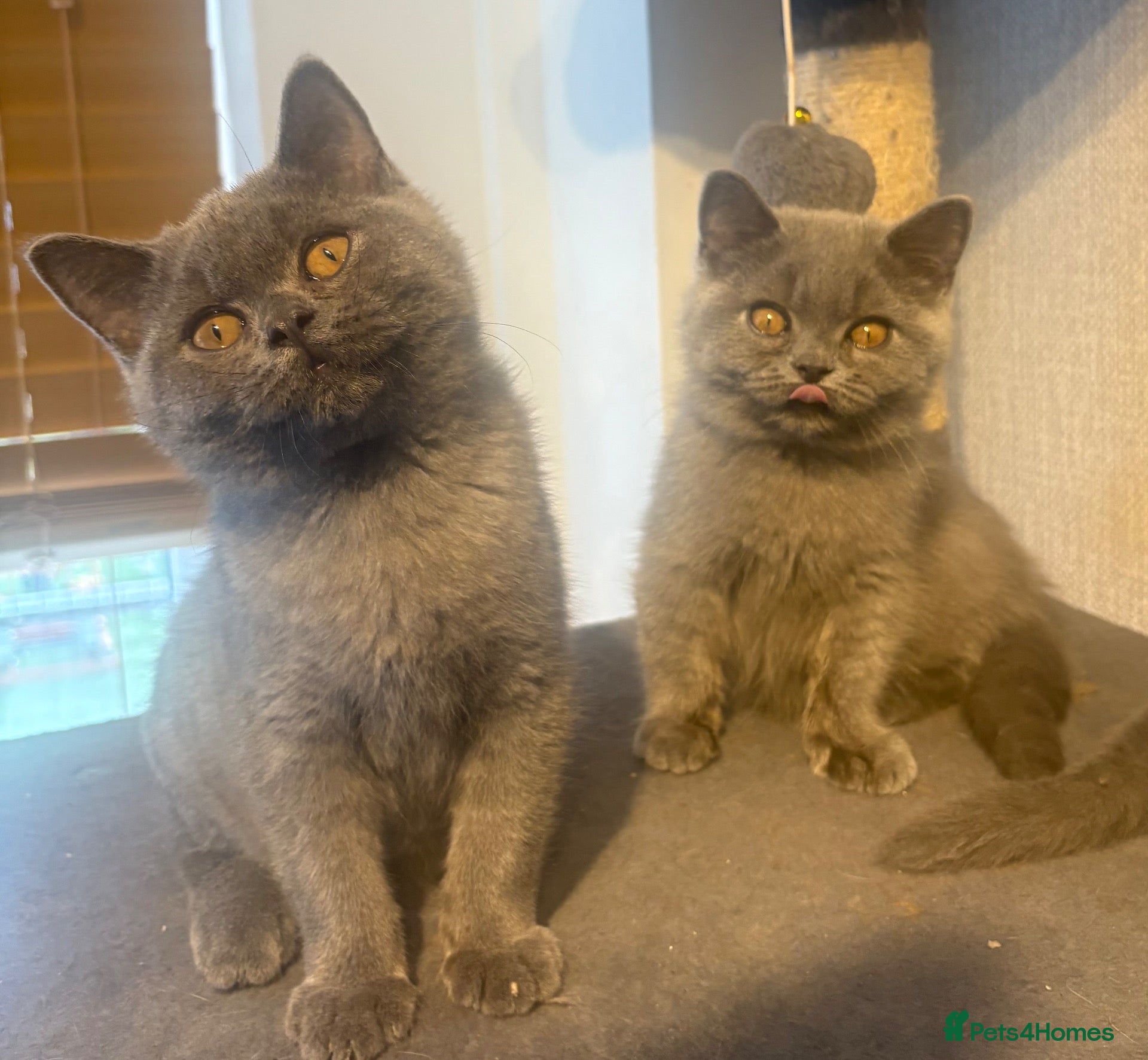 British Shorthair cats GCCF registered British shorthair - READY TO LEAVE - Advert 14