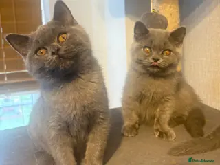 British Shorthair cats GCCF registered British shorthair- 1 BOY AVAILABLE - Advert 1