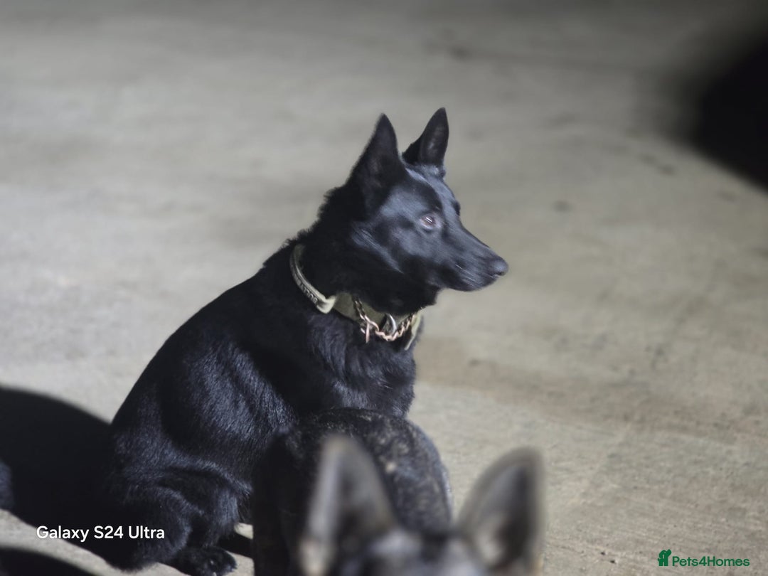 German Shepherd dogs for sale: Black German Shepherd Puppy – Male,  - Advert 3