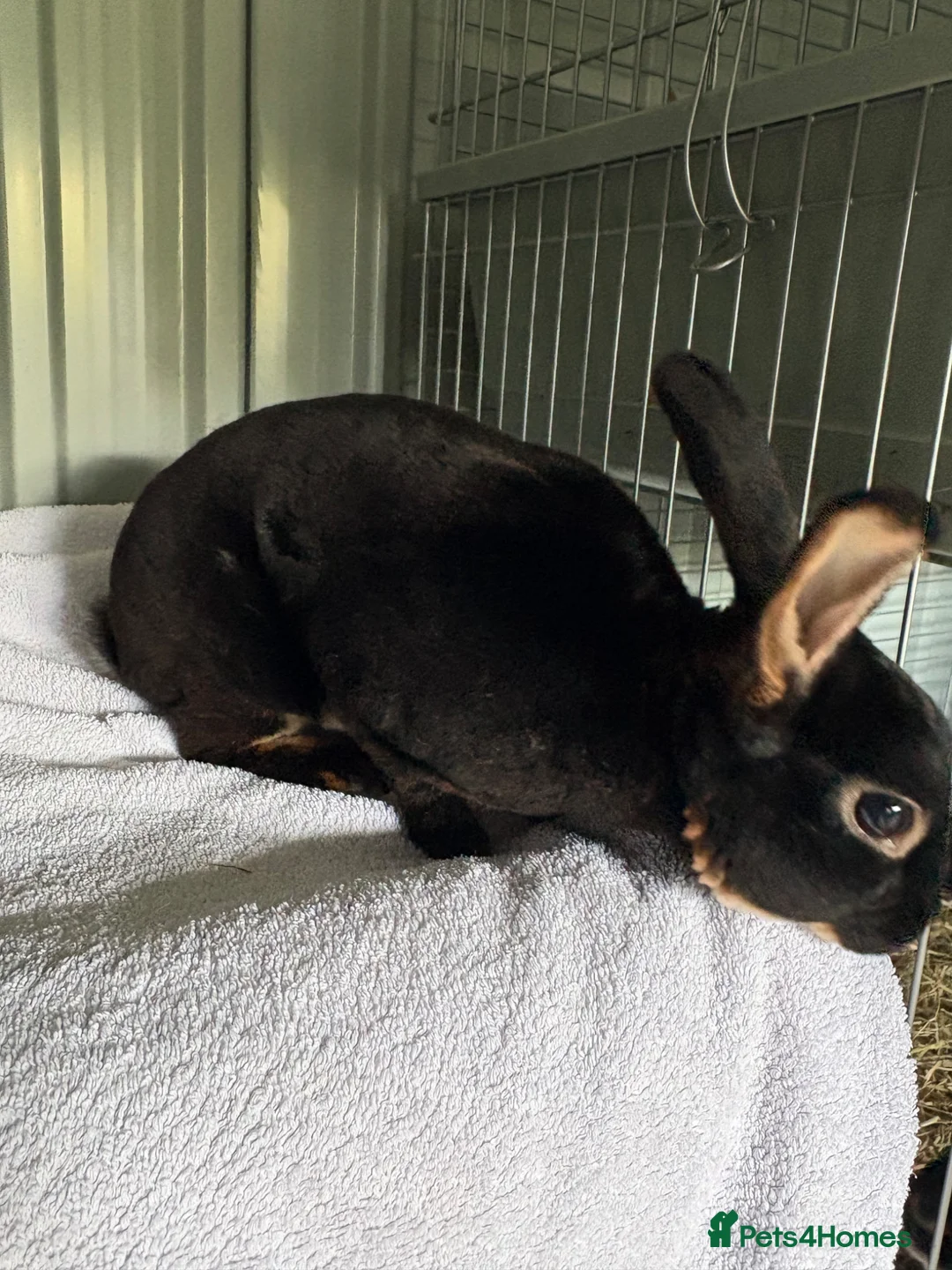 Rex rabbits for sale: Mini Rex adult male  - Advert 2