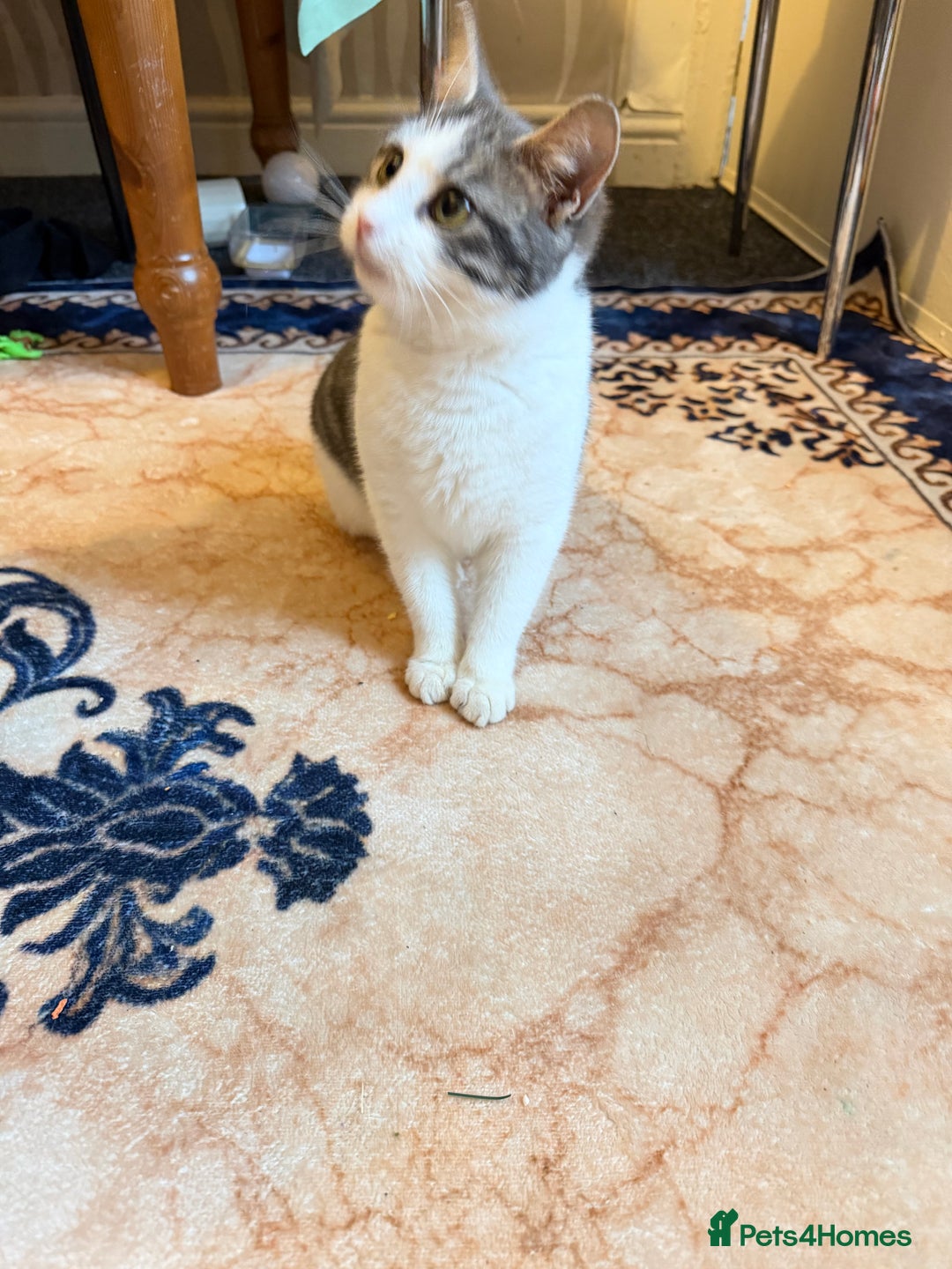 Domestic Shorthair cats for sale: Beautiful Female Domestic Shorthair Cat for Sale  - Advert 5