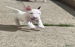 English Bull Terrier dogs for sale: English bull terrier pups for sale  - Image 3