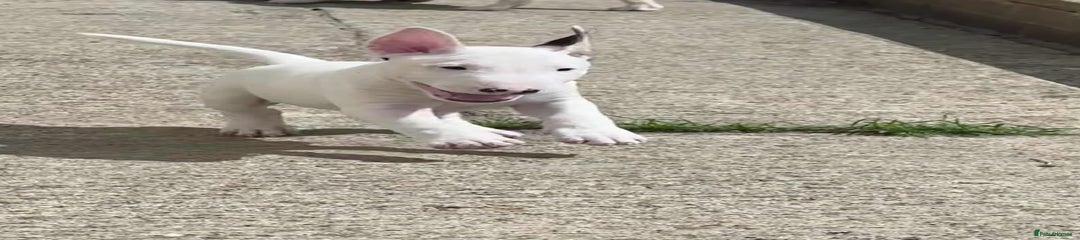 English Bull Terrier Puppy 3