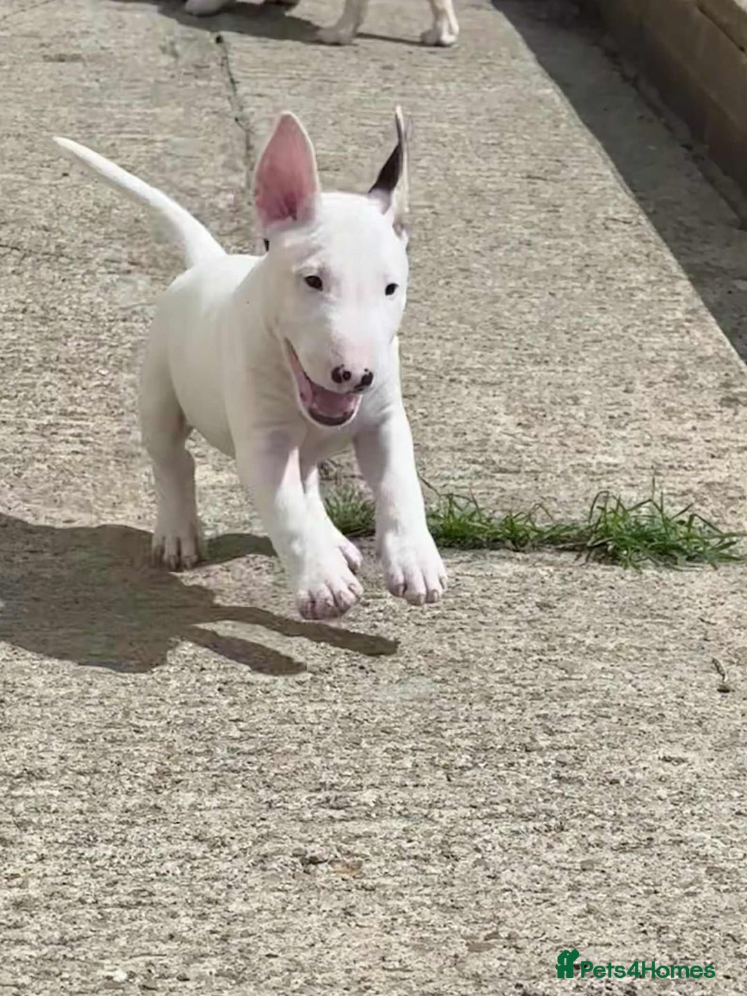 English Bull Terrier dogs for sale: English bull terrier pups for sale  - Image 3
