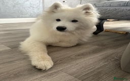 Samoyed dogs for sale: Beautiful 6-Month-Old Samoyed Boy for Sale - Image 3