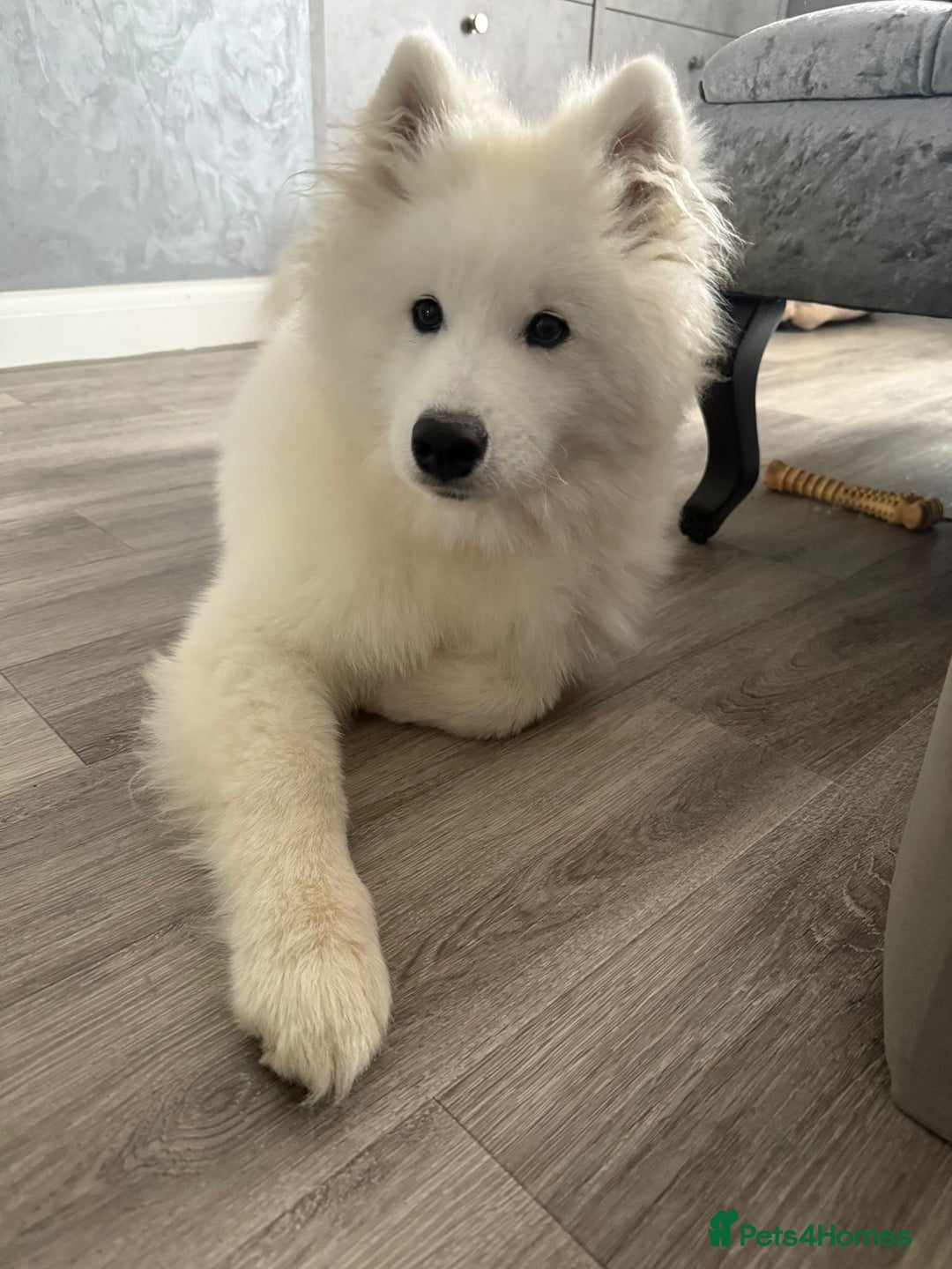 Samoyed dogs for sale: Beautiful 6-Month-Old Samoyed Boy for Sale - Image 3