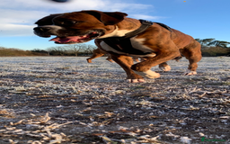 Boxer dogs for sale: Both parents are Heartscored 0 and DM clear KC reg - Image 14