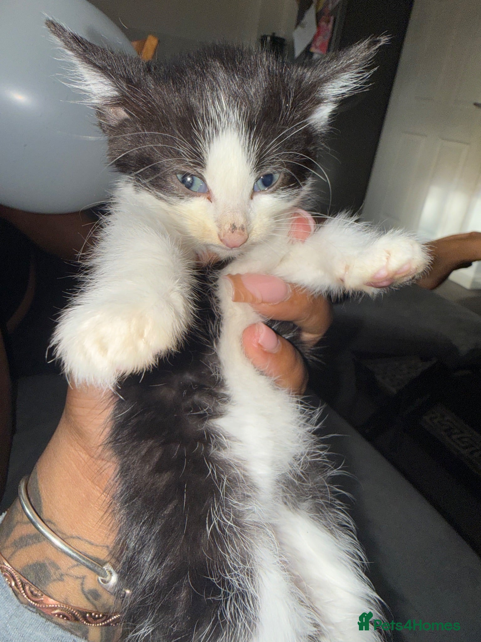 Mixed Breed cats Kitten - Advert 1