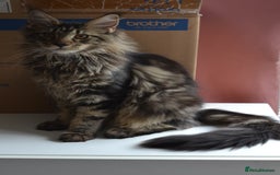 Maine Coon cats for sale: Tica Registered Maine Coon boy & girl *ready now* - Image 21