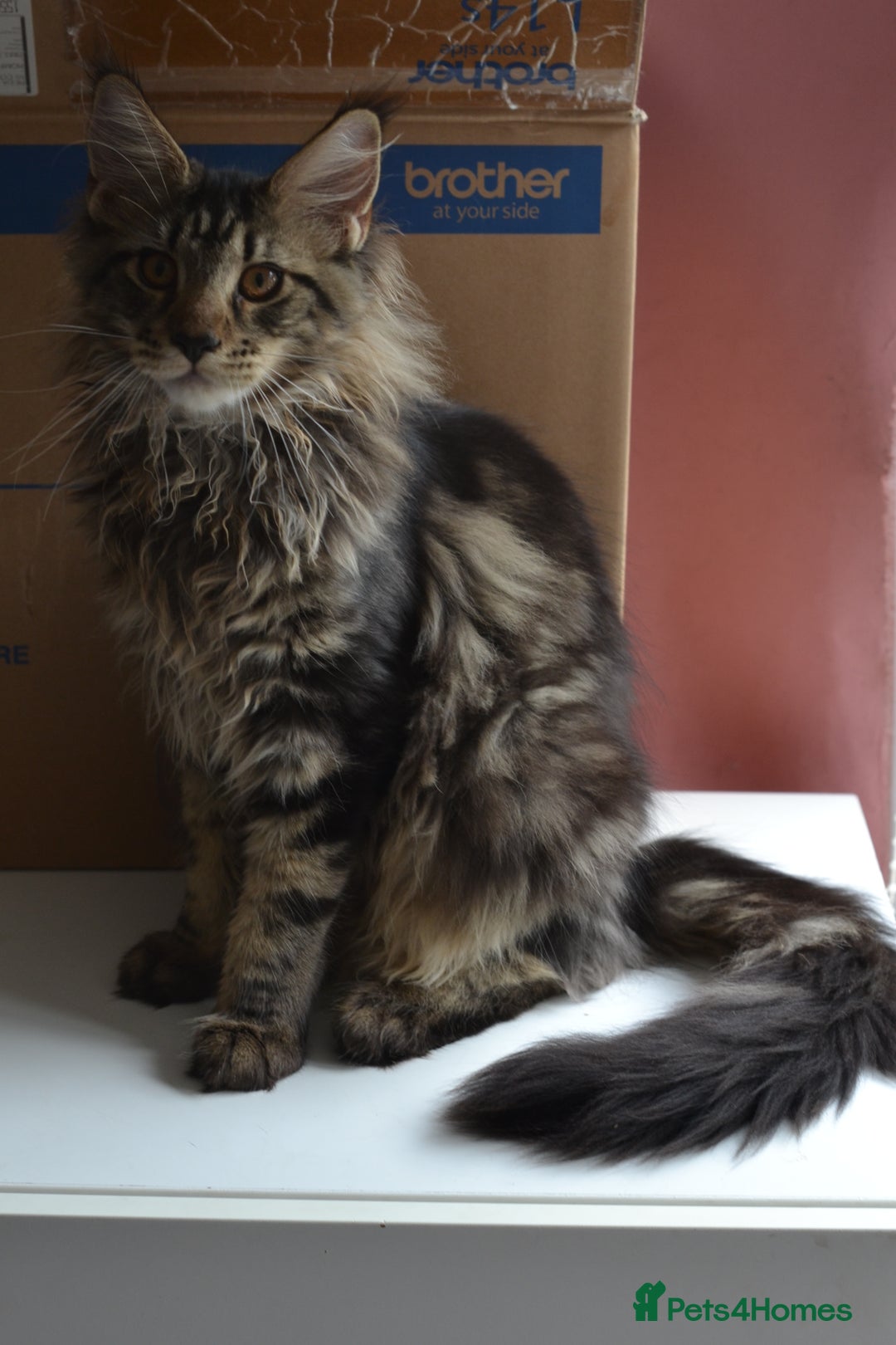 Maine Coon cats for sale: Tica Registered Maine Coon boy & girl *ready now* - Image 21
