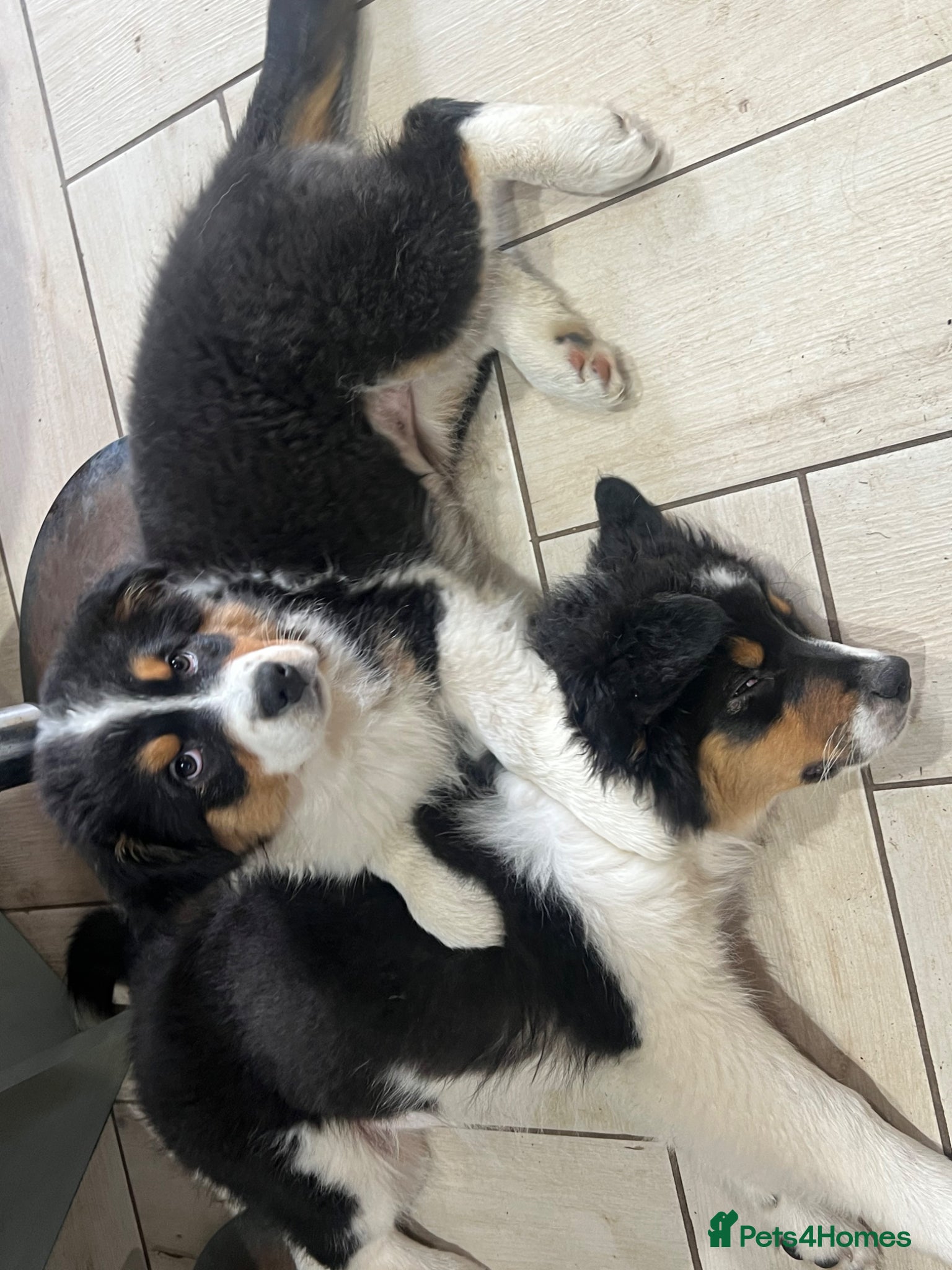 Australian Shepherd dogs for sale: Australian shepherd puppies - Advert 19