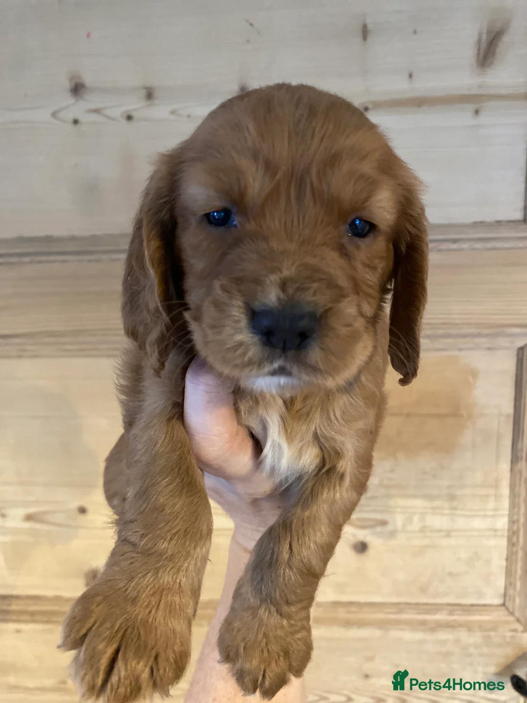 Cocker Spaniel dogs for sale: KC REGISTERED WORKING COCKER SPANIEL PUPPIES  - Advert 6