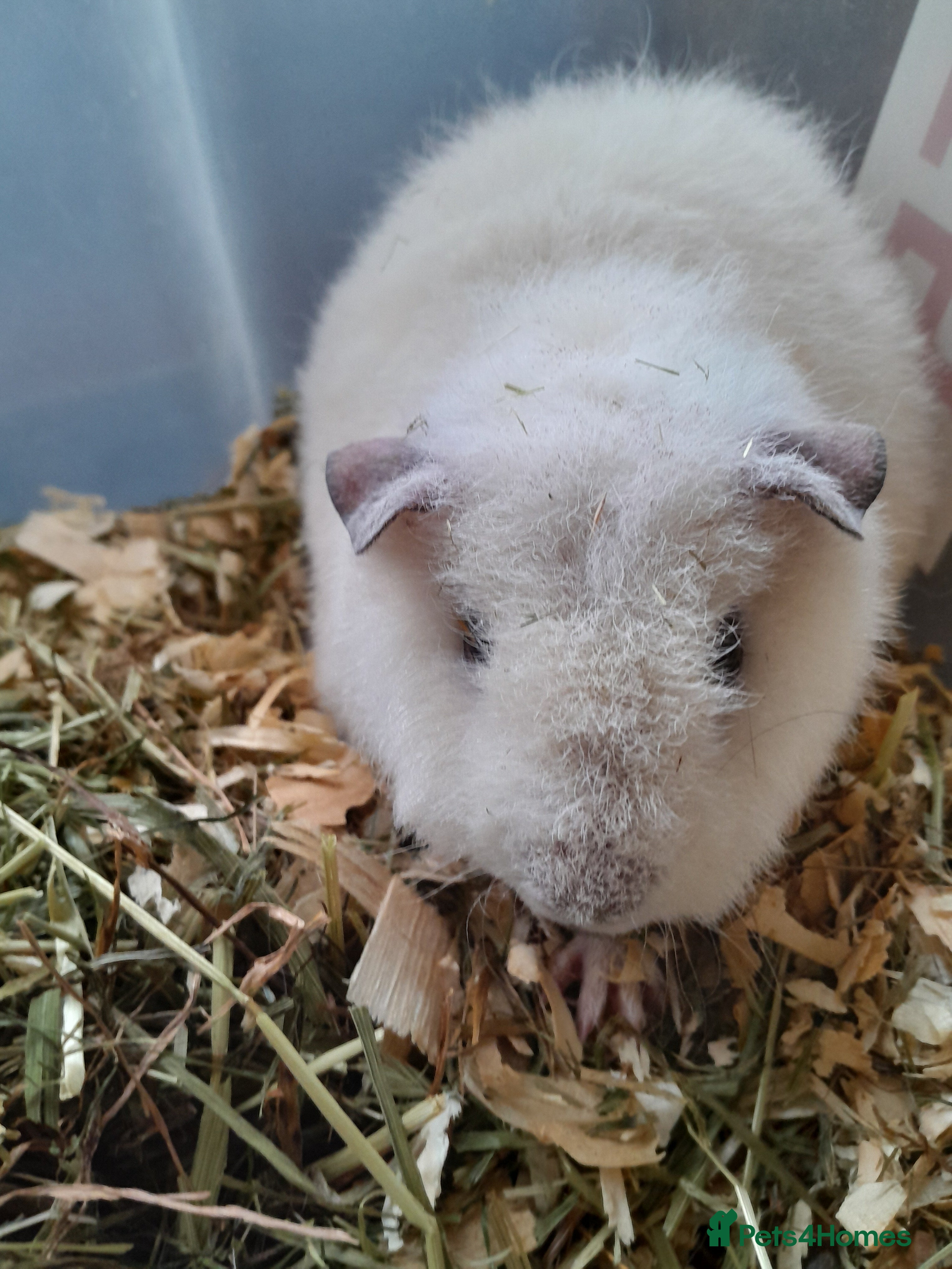 Guinea Pig rodents A pure bred baby Teddy girl.  - Advert 21
