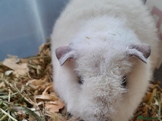 Guinea Pig rodents A pure bred baby Teddy girl. - Advert 21