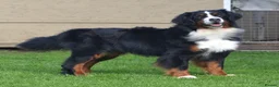 Bernese Mountain Dog dogs for sale: VERY SPECIAL GIRL LOOKING FOR VERY SPECIAL HOME - Advert 8