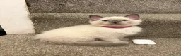 Ragdoll cats for sale: Bluepoint Ragdol female  - Advert 12