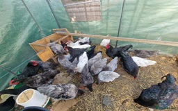 Chickens poultry for sale: Point of Lay hens Jersey Giants, Pekin & Olive egg - Image 6