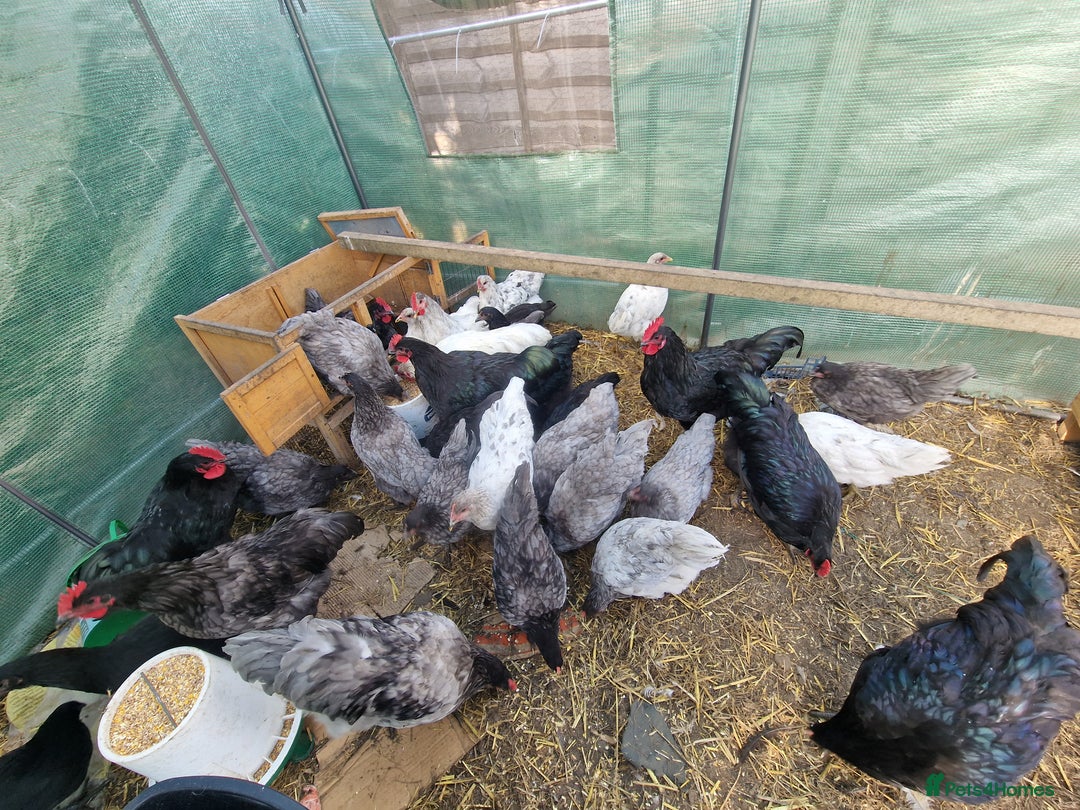 Chickens poultry for sale: Point of Lay hens Jersey Giants, Pekin & Olive egg - Image 6
