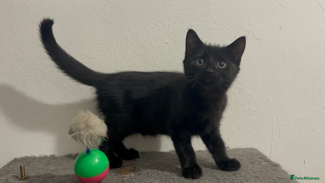 Mixed Breed cats for sale: 4 gorgeous kittens available now  - Image 6